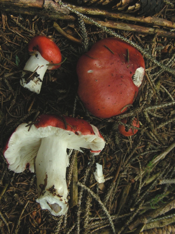 Abetaia di montagna secondo atto